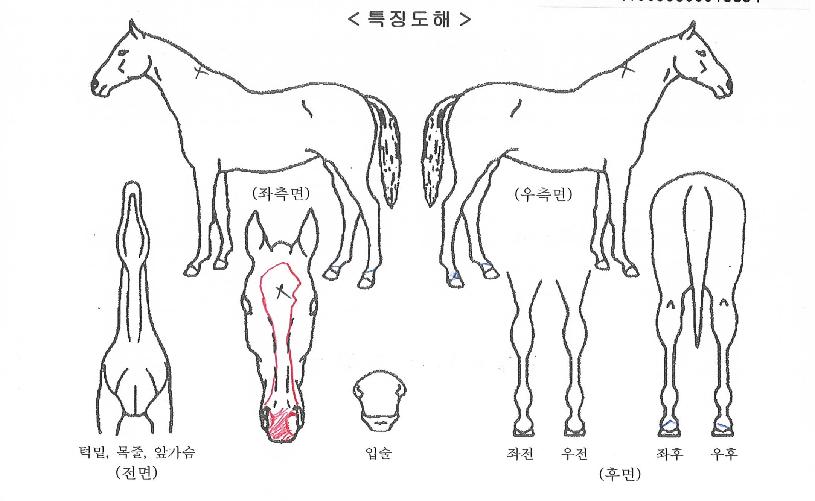 À§³ÊÁ¦¸°ÀÇ Ãø¸é,¿ì¸é,µÞ¸é,µÎ»ó,´Ù¸®ÀÇ Æ¯Â¡µµÇØ