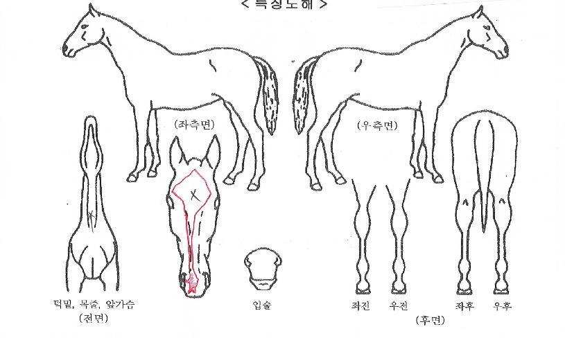 ������������ ����,���,�޸�,�λ�,�ٸ��� Ư¡����