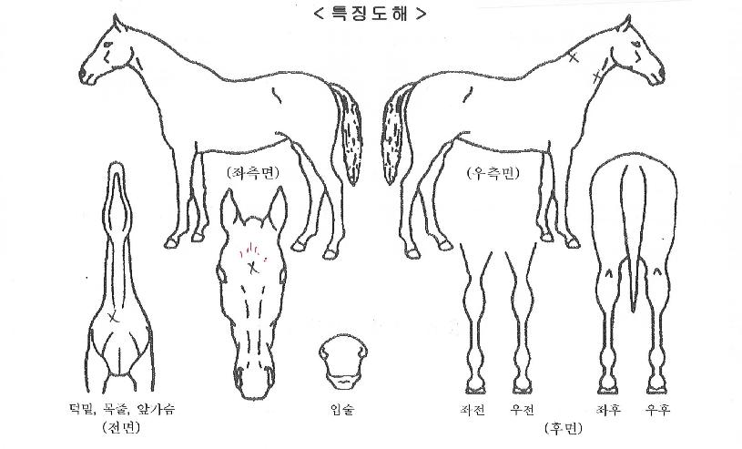 ½ºÅä¹Ö¸ÅÁ÷ÀÇ Ãø¸é,¿ì¸é,µÞ¸é,µÎ»ó,´Ù¸®ÀÇ Æ¯Â¡µµÇØ