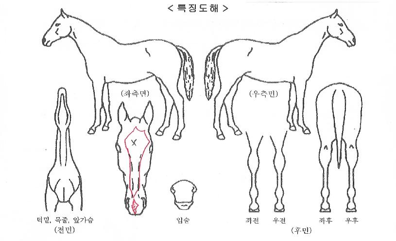 ��ī�̸���� ����,���,�޸�,�λ�,�ٸ��� Ư¡����