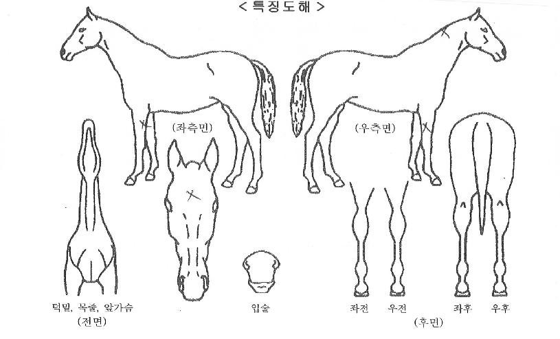 º§·Î½Ã·¦ÅÍÀÇ Ãø¸é,¿ì¸é,µÞ¸é,µÎ»ó,´Ù¸®ÀÇ Æ¯Â¡µµÇØ