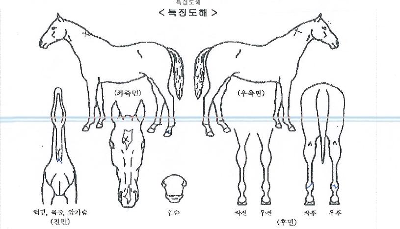 Ǫ¿¡¸£ÅäÀÇ Ãø¸é,¿ì¸é,µÞ¸é,µÎ»ó,´Ù¸®ÀÇ Æ¯Â¡µµÇØ