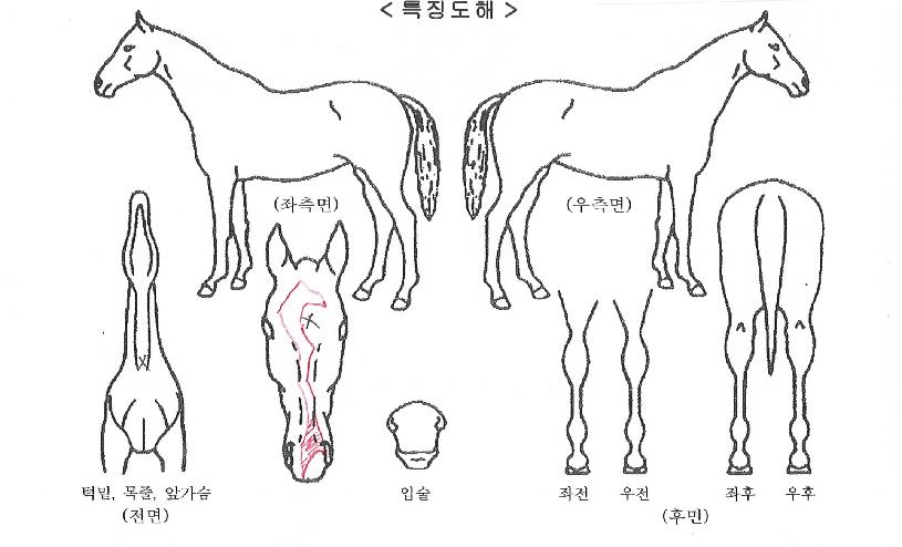 ³ë´øºñµåÀÇ Ãø¸é,¿ì¸é,µÞ¸é,µÎ»ó,´Ù¸®ÀÇ Æ¯Â¡µµÇØ