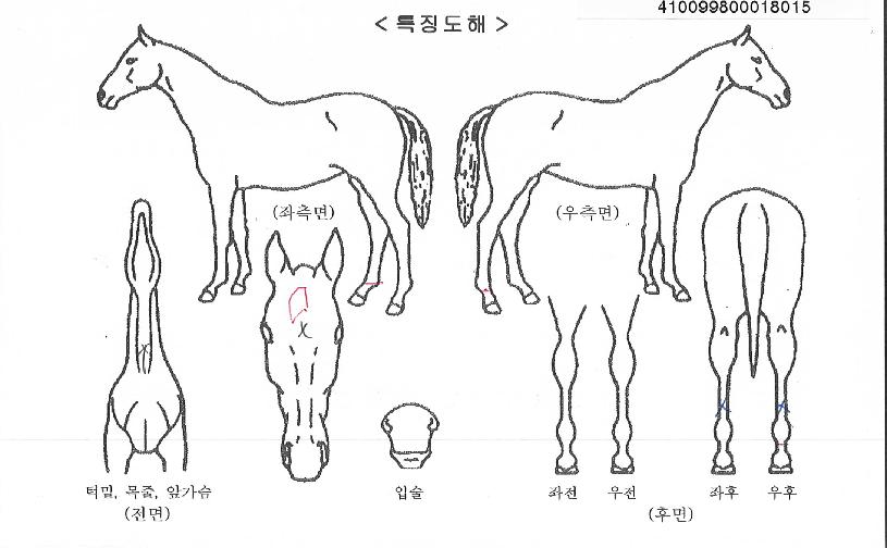 ĥ��뱳�� ����,���,�޸�,�λ�,�ٸ��� Ư¡����