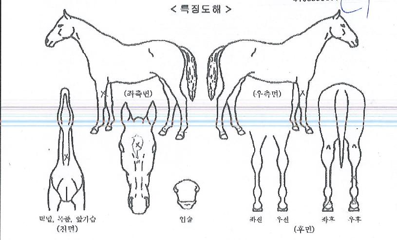 ÅõÈ¥±â»óÀÇ Ãø¸é,¿ì¸é,µÞ¸é,µÎ»ó,´Ù¸®ÀÇ Æ¯Â¡µµÇØ