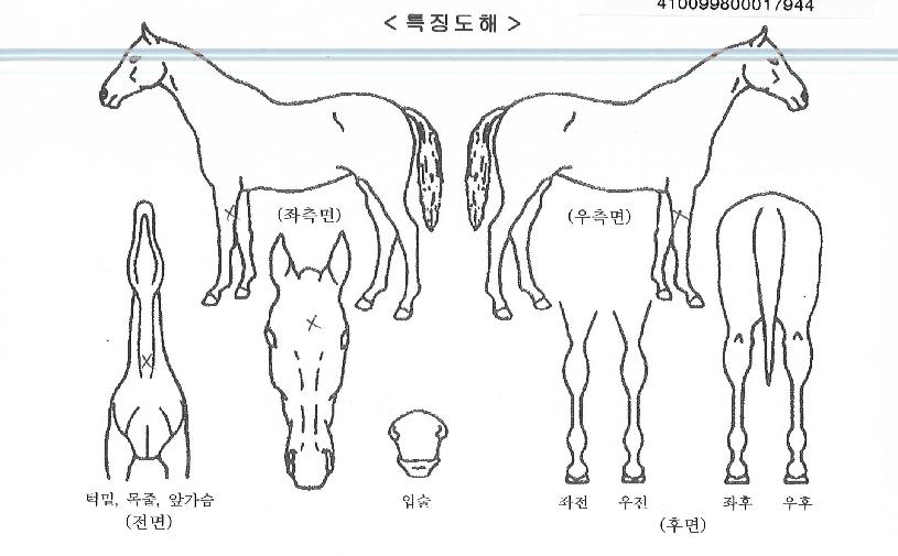 �����̼��� ����,���,�޸�,�λ�,�ٸ��� Ư¡����