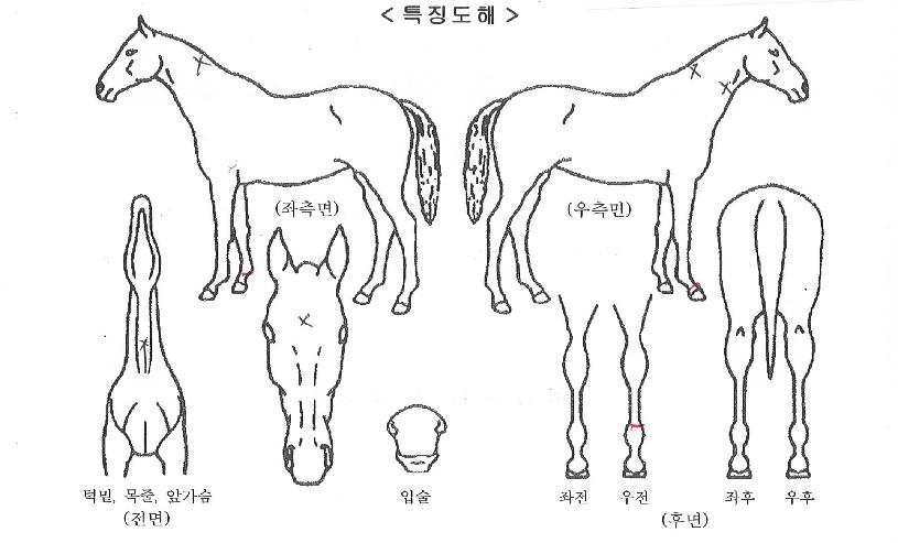 ·çºñ½ºÅèÀÇ Ãø¸é,¿ì¸é,µÞ¸é,µÎ»ó,´Ù¸®ÀÇ Æ¯Â¡µµÇØ