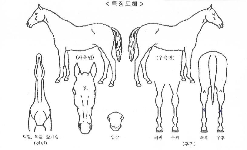 �ٻ������� ����,���,�޸�,�λ�,�ٸ��� Ư¡����