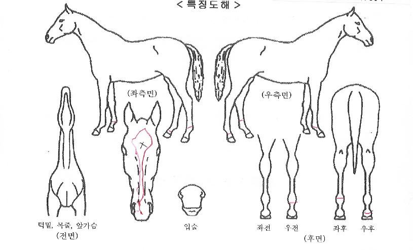 ´ºÄ¿³ØÆ®ÀÇ Ãø¸é,¿ì¸é,µÞ¸é,µÎ»ó,´Ù¸®ÀÇ Æ¯Â¡µµÇØ