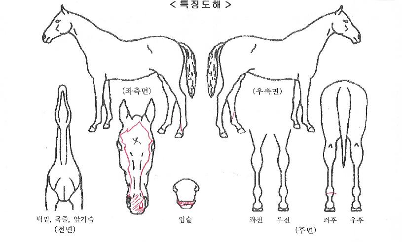 ���庣��ƮĹ�� ����,���,�޸�,�λ�,�ٸ��� Ư¡����