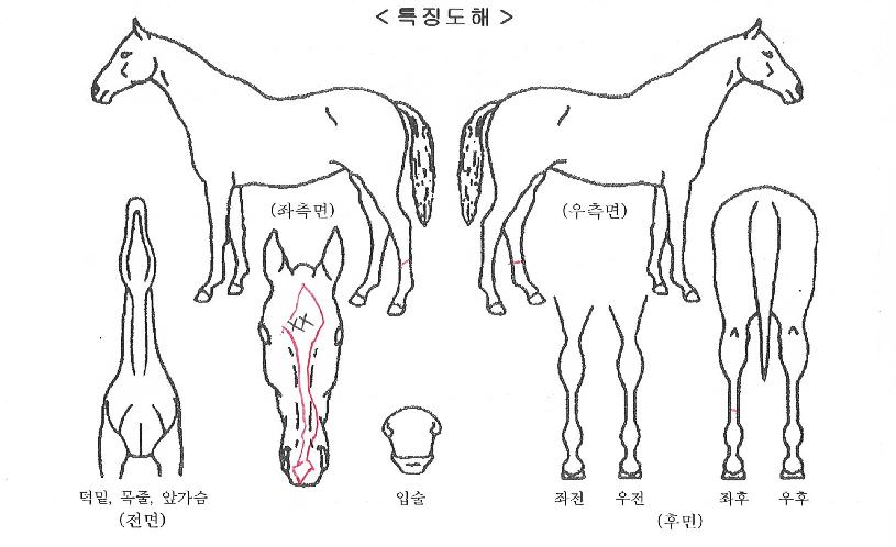 ¿ùµåÆ÷ÀÎÆ®ÀÇ Ãø¸é,¿ì¸é,µÞ¸é,µÎ»ó,´Ù¸®ÀÇ Æ¯Â¡µµÇØ