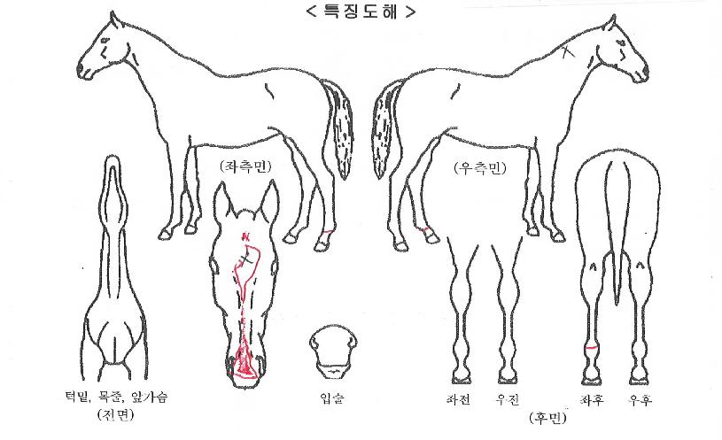 �����̻��� ����,���,�޸�,�λ�,�ٸ��� Ư¡����