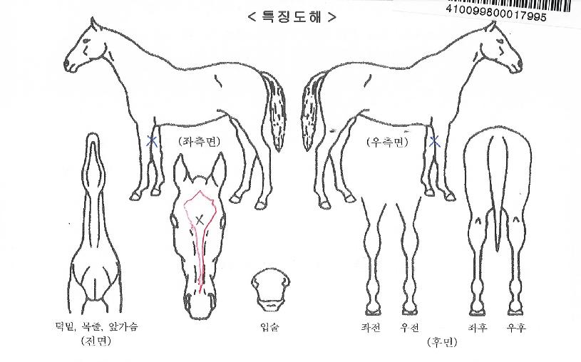 ¸¶ÀÌÆ¼½ëÀÇ Ãø¸é,¿ì¸é,µÞ¸é,µÎ»ó,´Ù¸®ÀÇ Æ¯Â¡µµÇØ