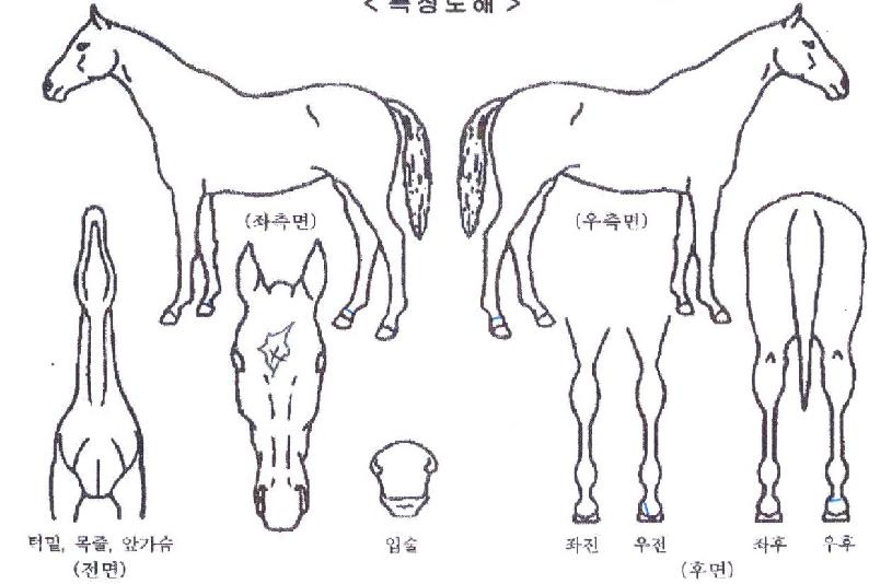 ÃÖ°µ¹ÄáÀÇ Ãø¸é,¿ì¸é,µÞ¸é,µÎ»ó,´Ù¸®ÀÇ Æ¯Â¡µµÇØ