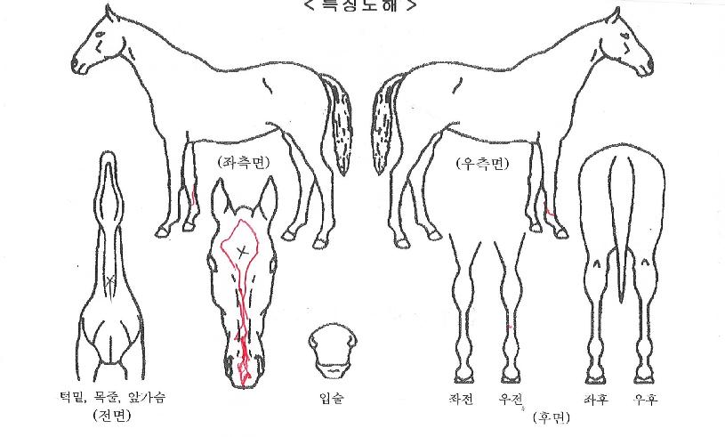 À§µå¼±ÀÇ Ãø¸é,¿ì¸é,µÞ¸é,µÎ»ó,´Ù¸®ÀÇ Æ¯Â¡µµÇØ