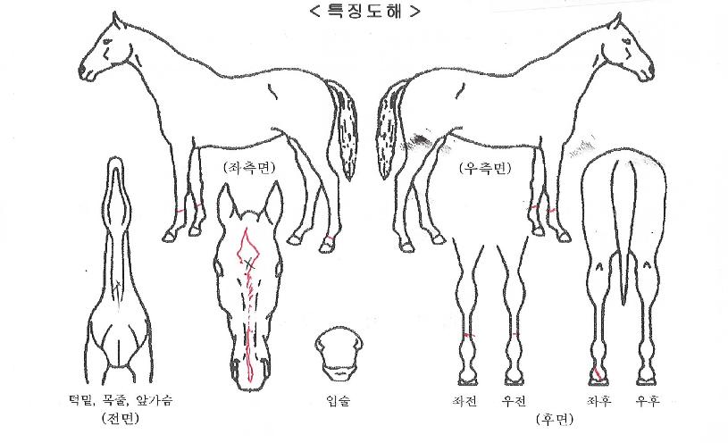 µÎ¹ÙÀÌ¿øÁ¤´ëÀÇ Ãø¸é,¿ì¸é,µÞ¸é,µÎ»ó,´Ù¸®ÀÇ Æ¯Â¡µµÇØ