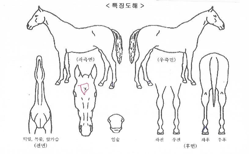 ³ª¿ÃÀεðÀÇ Ãø¸é,¿ì¸é,µÞ¸é,µÎ»ó,´Ù¸®ÀÇ Æ¯Â¡µµÇØ
