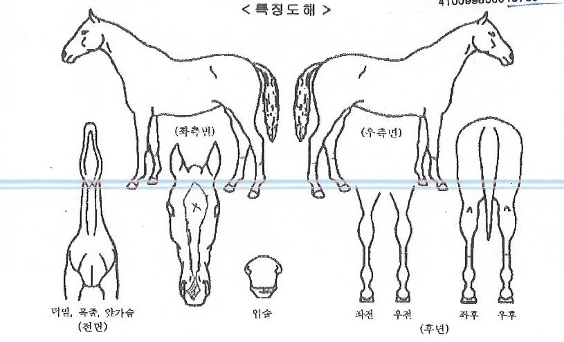ÇöóÀ×Á¡ÇÁÀÇ Ãø¸é,¿ì¸é,µÞ¸é,µÎ»ó,´Ù¸®ÀÇ Æ¯Â¡µµÇØ