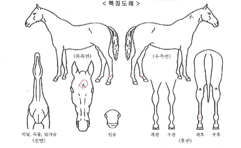 �۴絵���� ����,���,�޸�,�λ�,�ٸ��� Ư¡����