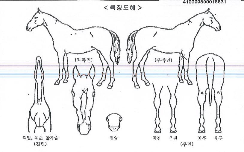 ½ºÆ®·À½ºÀÇ Ãø¸é,¿ì¸é,µÞ¸é,µÎ»ó,´Ù¸®ÀÇ Æ¯Â¡µµÇØ