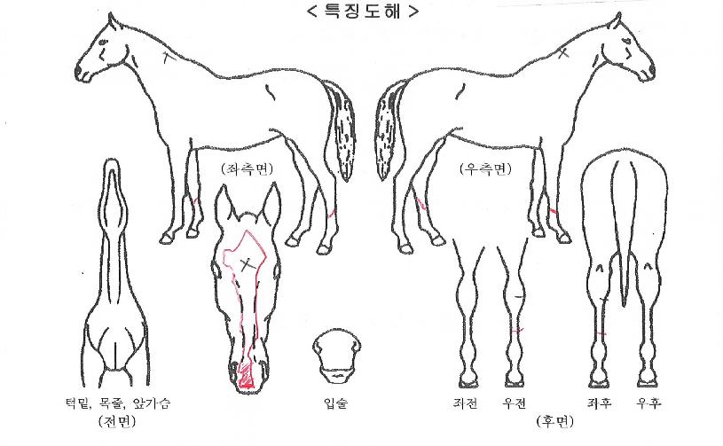 �ݾ�������Ʈ�� ����,���,�޸�,�λ�,�ٸ��� Ư¡����