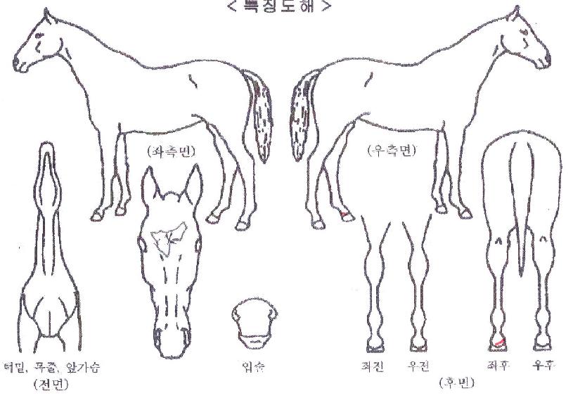 ¿ø´õÇ®ºñ´õÀÇ Ãø¸é,¿ì¸é,µÞ¸é,µÎ»ó,´Ù¸®ÀÇ Æ¯Â¡µµÇØ