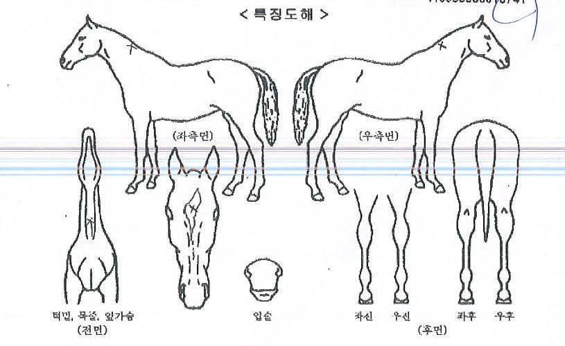 ±Ý¼º¸®ºñ¾îÀÇ Ãø¸é,¿ì¸é,µÞ¸é,µÎ»ó,´Ù¸®ÀÇ Æ¯Â¡µµÇØ