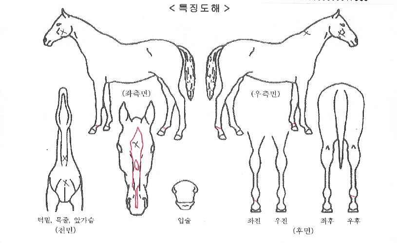 ����ŷ�� ����,���,�޸�,�λ�,�ٸ��� Ư¡����