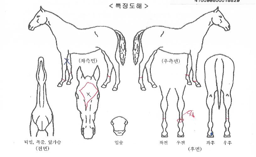 ´ë¹Ú»è½ºÀÇ Ãø¸é,¿ì¸é,µÞ¸é,µÎ»ó,´Ù¸®ÀÇ Æ¯Â¡µµÇØ