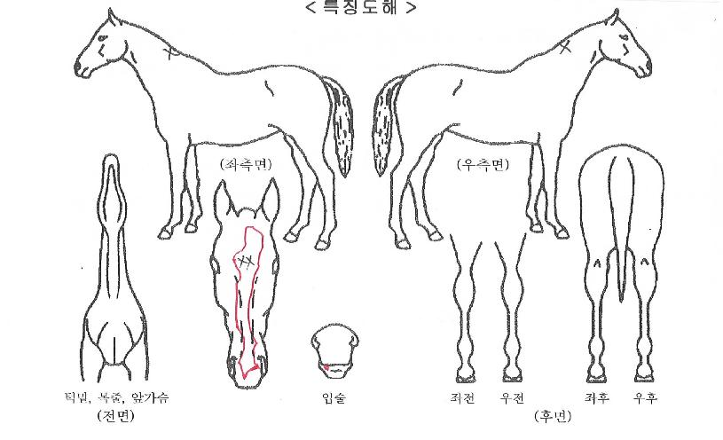 ¼®¼¼½º¼î¹ÌÀÇ Ãø¸é,¿ì¸é,µÞ¸é,µÎ»ó,´Ù¸®ÀÇ Æ¯Â¡µµÇØ