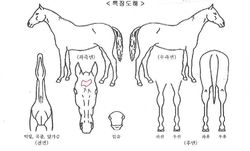 ���ͳؽ�Ʈ�� ����,���,�޸�,�λ�,�ٸ��� Ư¡����