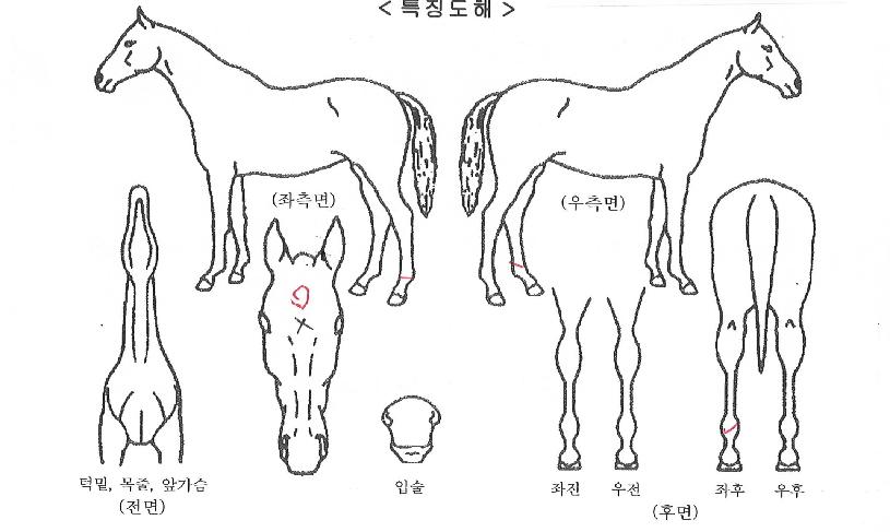 ´ÙÇÔ²²´Þ¸®ÀÚÀÇ Ãø¸é,¿ì¸é,µÞ¸é,µÎ»ó,´Ù¸®ÀÇ Æ¯Â¡µµÇØ