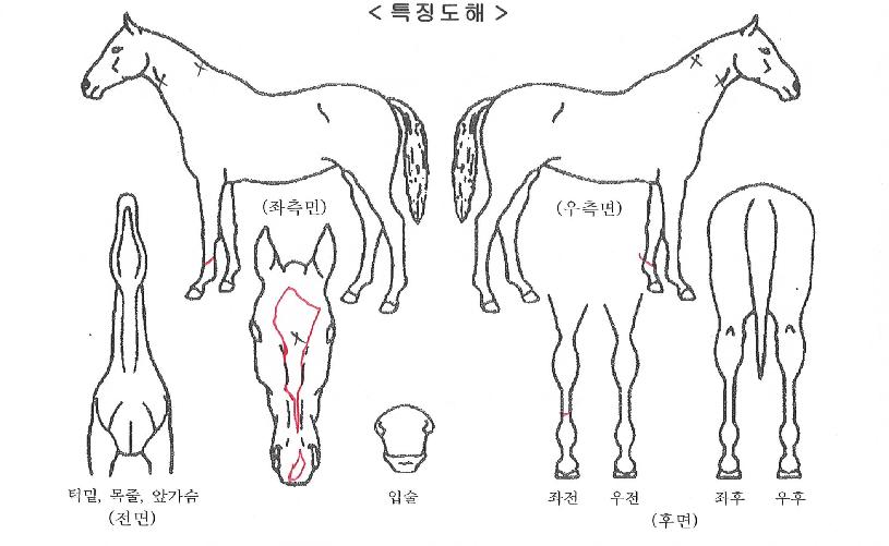 õ¼ö½Ã´ëÀÇ Ãø¸é,¿ì¸é,µÞ¸é,µÎ»ó,´Ù¸®ÀÇ Æ¯Â¡µµÇØ