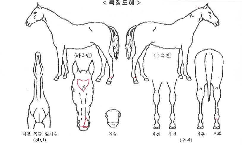 ���̵��̴��� ����,���,�޸�,�λ�,�ٸ��� Ư¡����