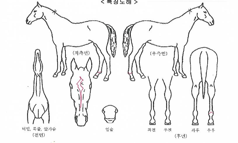 ÅõťƮ°ÉÀÇ Ãø¸é,¿ì¸é,µÞ¸é,µÎ»ó,´Ù¸®ÀÇ Æ¯Â¡µµÇØ