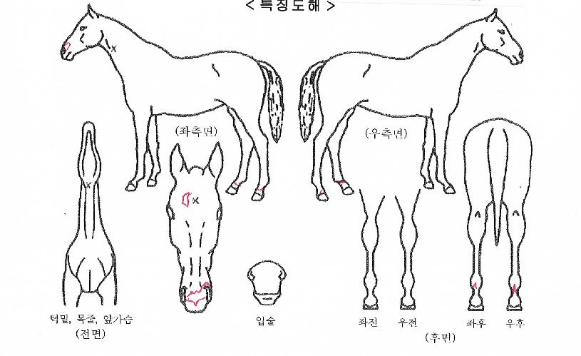 ���ں������� ����,���,�޸�,�λ�,�ٸ��� Ư¡����