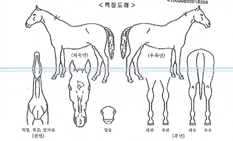 �̽���Ʈ���� ����,���,�޸�,�λ�,�ٸ��� Ư¡����