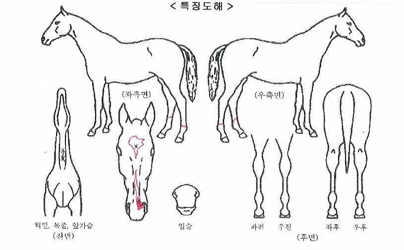 °ñµç½ºÅÚ¶óÀÇ Ãø¸é,¿ì¸é,µÞ¸é,µÎ»ó,´Ù¸®ÀÇ Æ¯Â¡µµÇØ