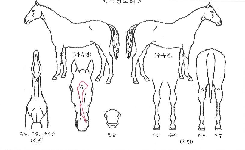 ���۽�Ʈ�� ����,���,�޸�,�λ�,�ٸ��� Ư¡����