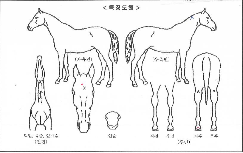 ¿¡½º¾ÆÀÌÄÚÄÚÀÇ Ãø¸é,¿ì¸é,µÞ¸é,µÎ»ó,´Ù¸®ÀÇ Æ¯Â¡µµÇØ