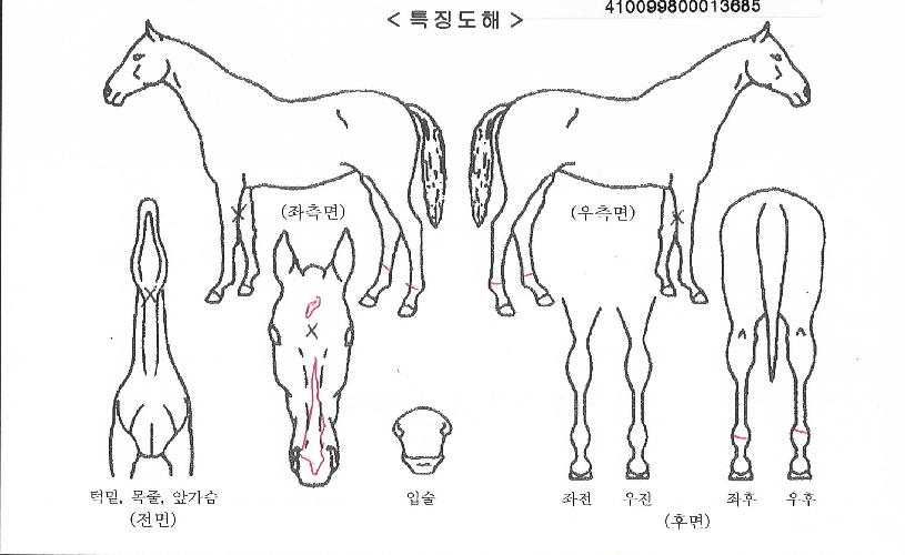 ÅäÁ¾±Û·Î¸®ÀÇ Ãø¸é,¿ì¸é,µÞ¸é,µÎ»ó,´Ù¸®ÀÇ Æ¯Â¡µµÇØ