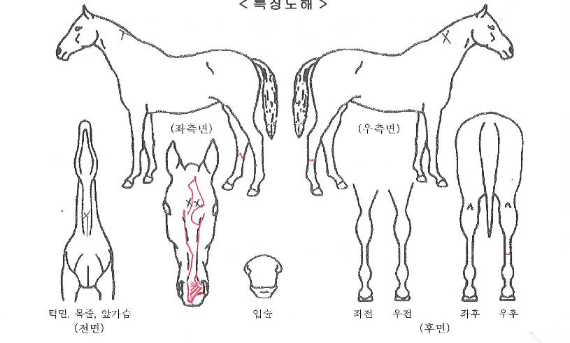 ââ´ë·ÎÀÇ Ãø¸é,¿ì¸é,µÞ¸é,µÎ»ó,´Ù¸®ÀÇ Æ¯Â¡µµÇØ