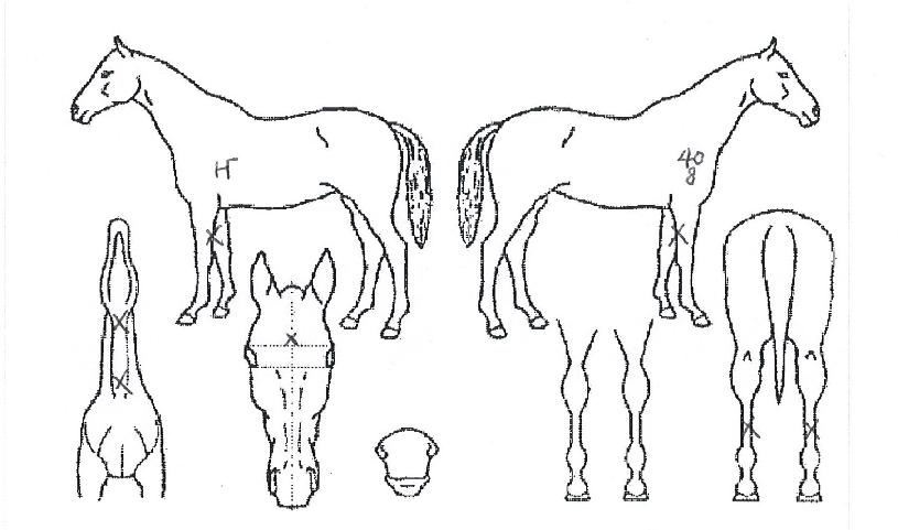 ÇÏÀ̼±ÀÇ Ãø¸é,¿ì¸é,µÞ¸é,µÎ»ó,´Ù¸®ÀÇ Æ¯Â¡µµÇØ