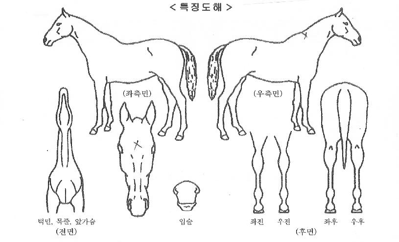 ÇöóÀ×ÅÍÄ¡ÀÇ Ãø¸é,¿ì¸é,µÞ¸é,µÎ»ó,´Ù¸®ÀÇ Æ¯Â¡µµÇØ