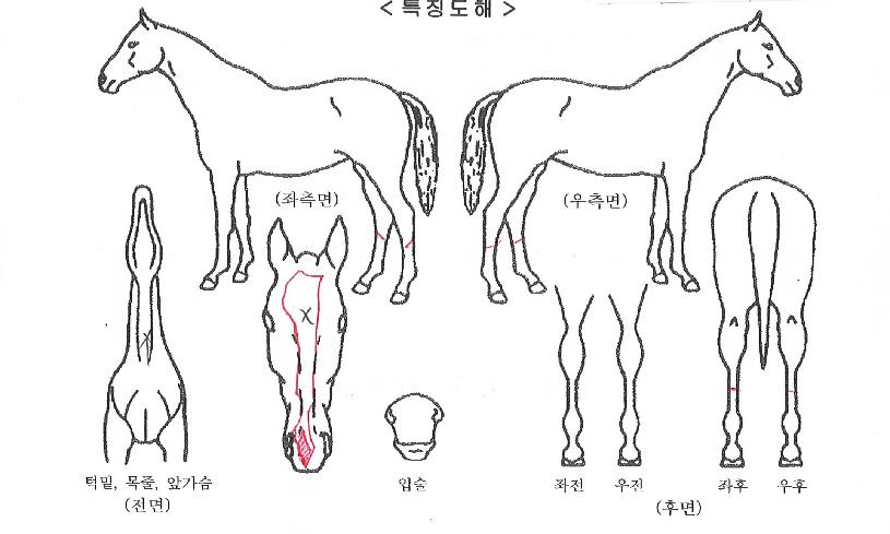 ������� ����,���,�޸�,�λ�,�ٸ��� Ư¡����