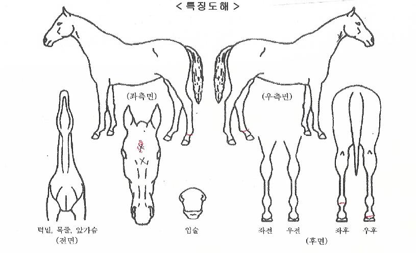 ¿ë°ÇÀÇ Ãø¸é,¿ì¸é,µÞ¸é,µÎ»ó,´Ù¸®ÀÇ Æ¯Â¡µµÇØ