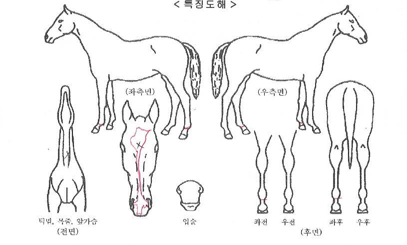 ��������� ����,���,�޸�,�λ�,�ٸ��� Ư¡����