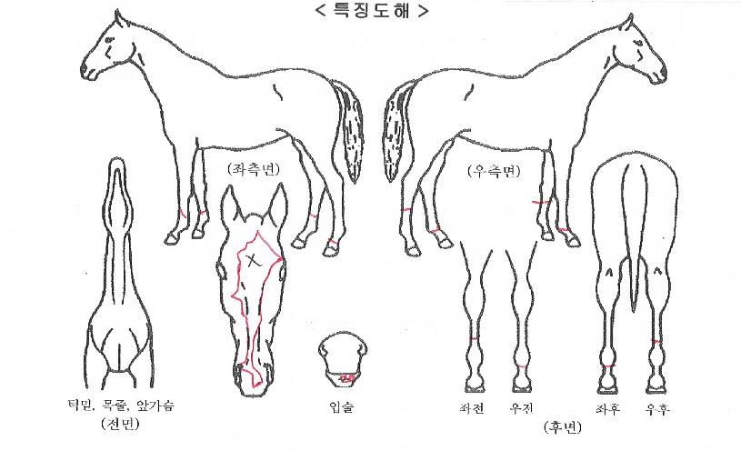 ¿µ±¤ÀÇ¿¡À̽ºÀÇ Ãø¸é,¿ì¸é,µÞ¸é,µÎ»ó,´Ù¸®ÀÇ Æ¯Â¡µµÇØ