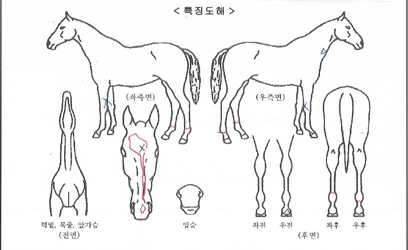 »ç·Á´Ï¿ö¸®¾îÀÇ Ãø¸é,¿ì¸é,µÞ¸é,µÎ»ó,´Ù¸®ÀÇ Æ¯Â¡µµÇØ