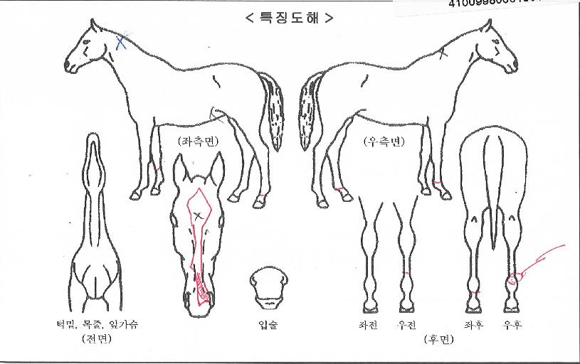 »ç·Á´ÏºÒ¸´ÀÇ Ãø¸é,¿ì¸é,µÞ¸é,µÎ»ó,´Ù¸®ÀÇ Æ¯Â¡µµÇØ